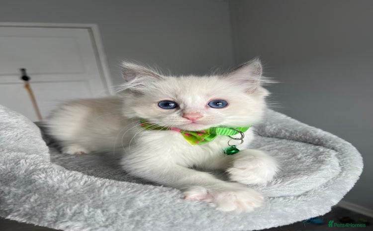 Ragdoll cats - Advert 2