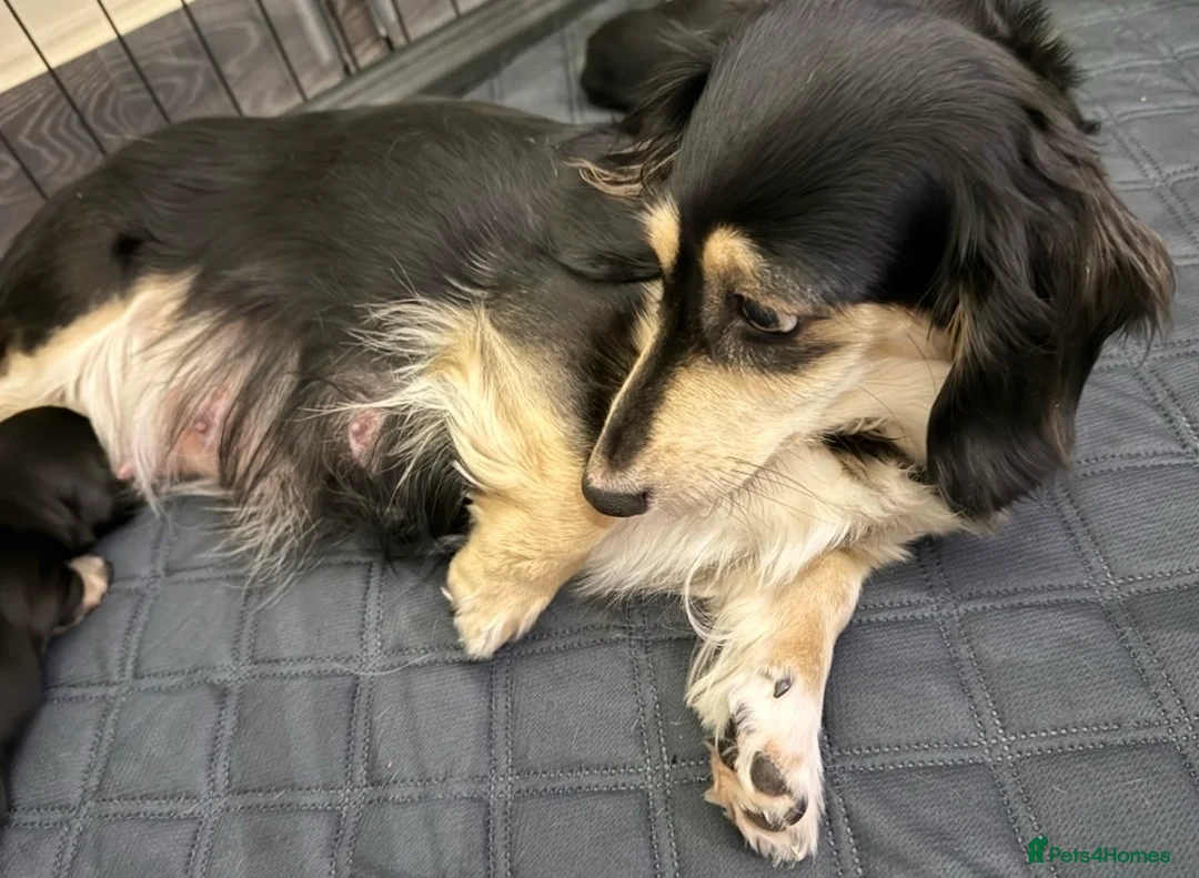 Dachshund dogs for sale: Stunning Miniature Dachshund Puppies family raised in Rowley Regis - Advert 1