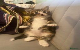British Longhair cats for sale: 4 Beautiful tabby kittens - Image 11