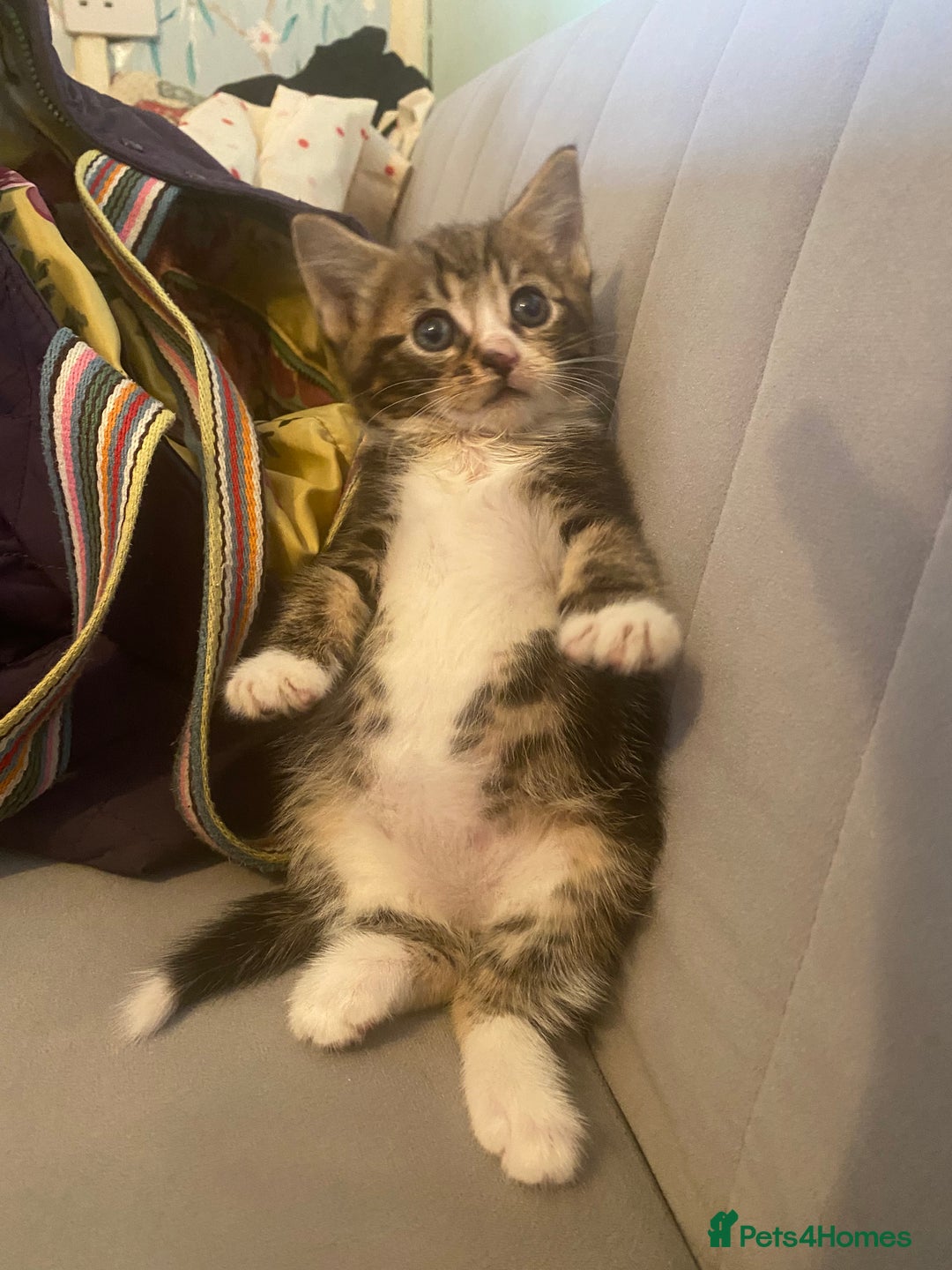British Longhair cats for sale: 4 Beautiful tabby kittens - Image 11