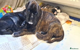 Boxer dogs for sale:  Puppies KC – Exceptional Champion Bloodlines 🐾 - Image 31