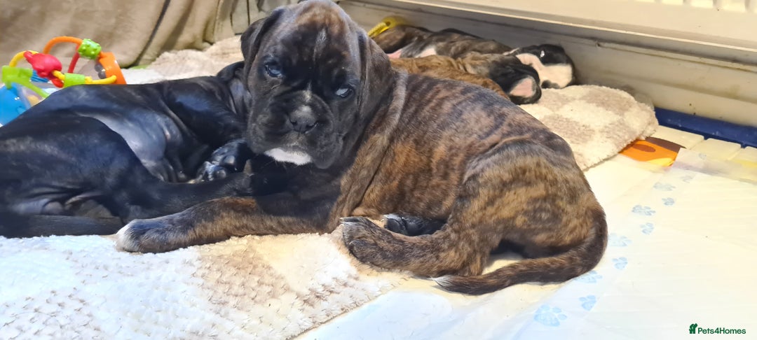 Boxer dogs for sale:  Puppies KC – Exceptional Champion Bloodlines 🐾 - Image 31