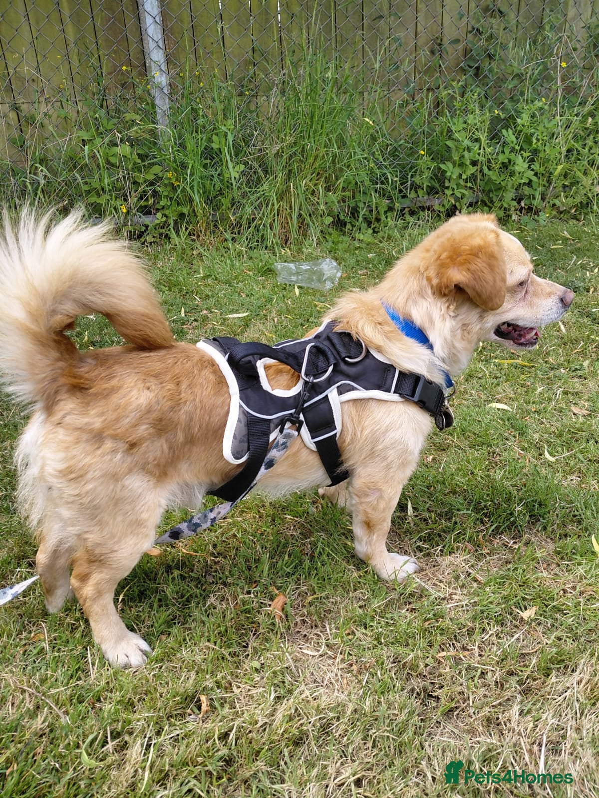 Mixed Breed dogs Meet Toby! - Advert 6