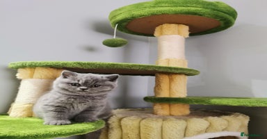 British Shorthair cats - Advert 5
