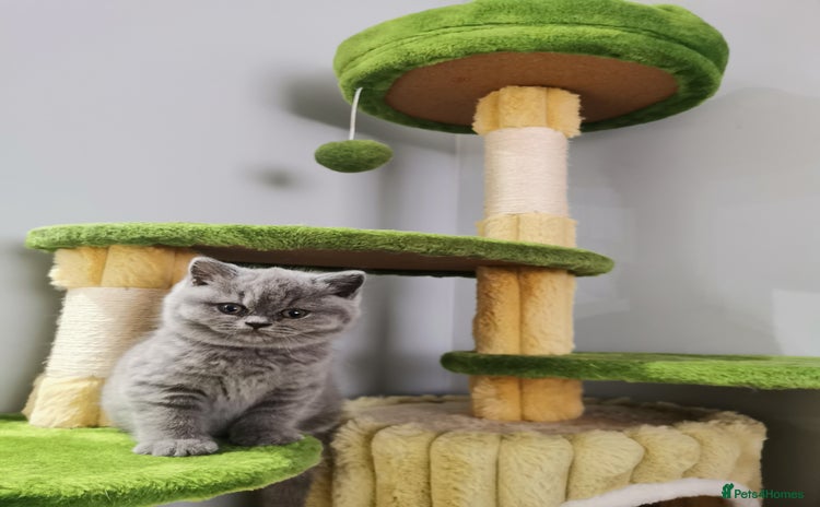 British Shorthair cats - Advert 12