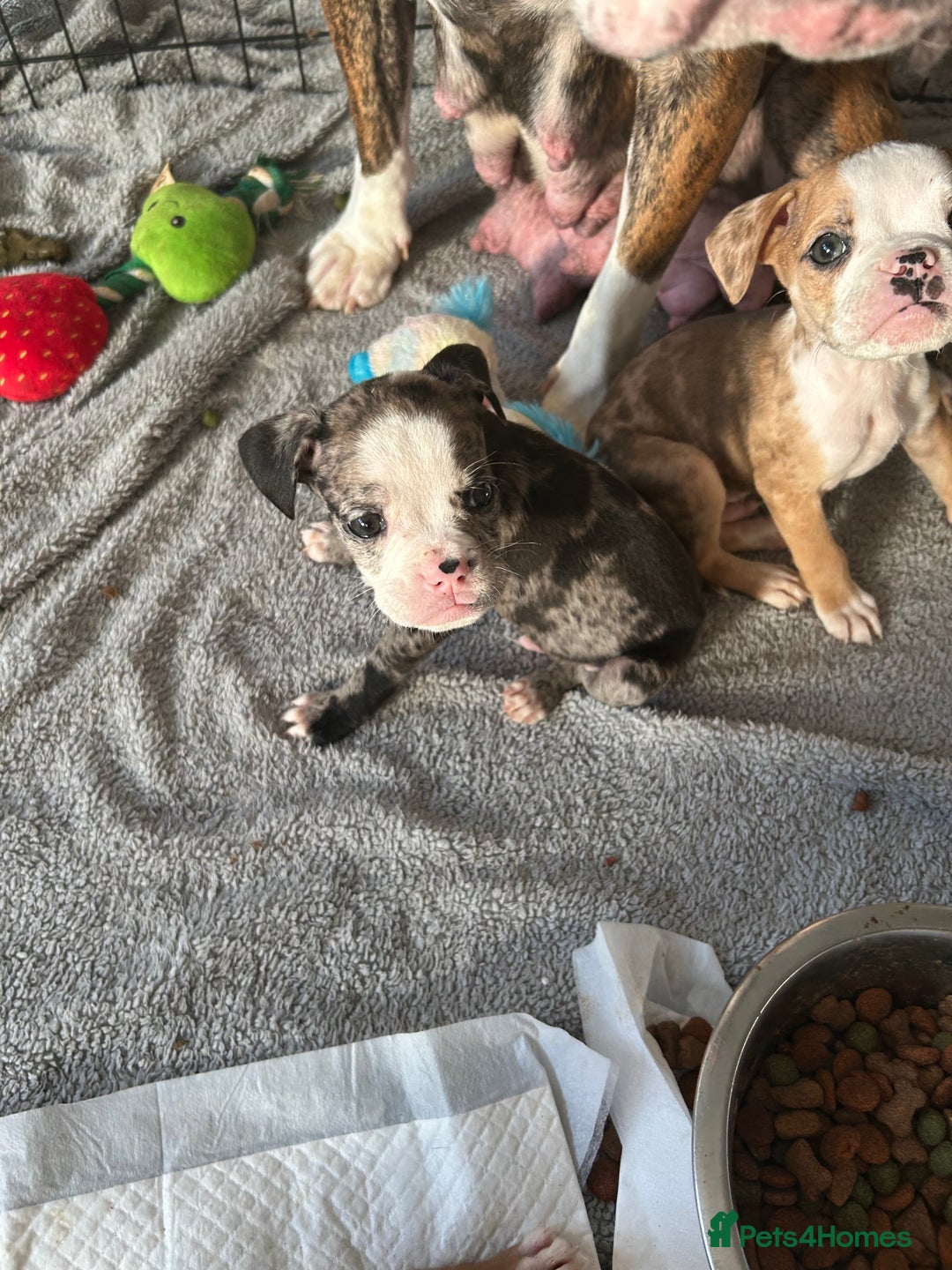 Old Tyme Bulldog dogs for sale: Beautiful old tyme bulldogs  - Image 7