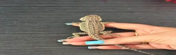 Bearded Dragon reptiles for sale: Red citrus baby bearded dragons  - Advert 14