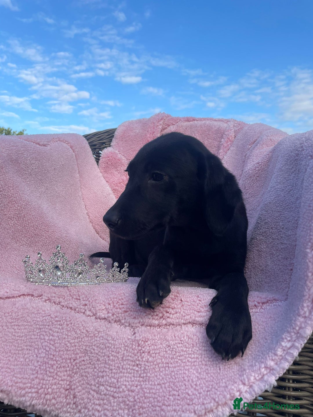 Labrador Retriever dogs for sale: Two Adorable Labrador Puppies - Image 6