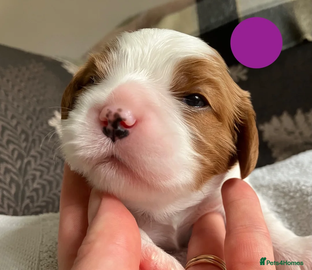 Cavalier King Charles Spaniel dogs for sale: KC Registered Puppies from Health Tested Parents  in Market Rasen - Advert 2