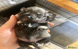 Miniature Schnauzer dogs for sale: Adorable Miniature Schnauzers - Image 12
