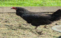 Chickens poultry for sale: Hen looking for a free ranging home  - Image 3