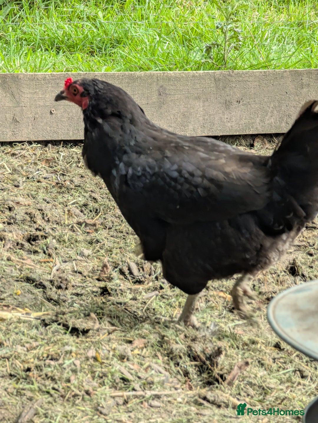 Chickens poultry for sale: Hen looking for a free ranging home  - Image 3