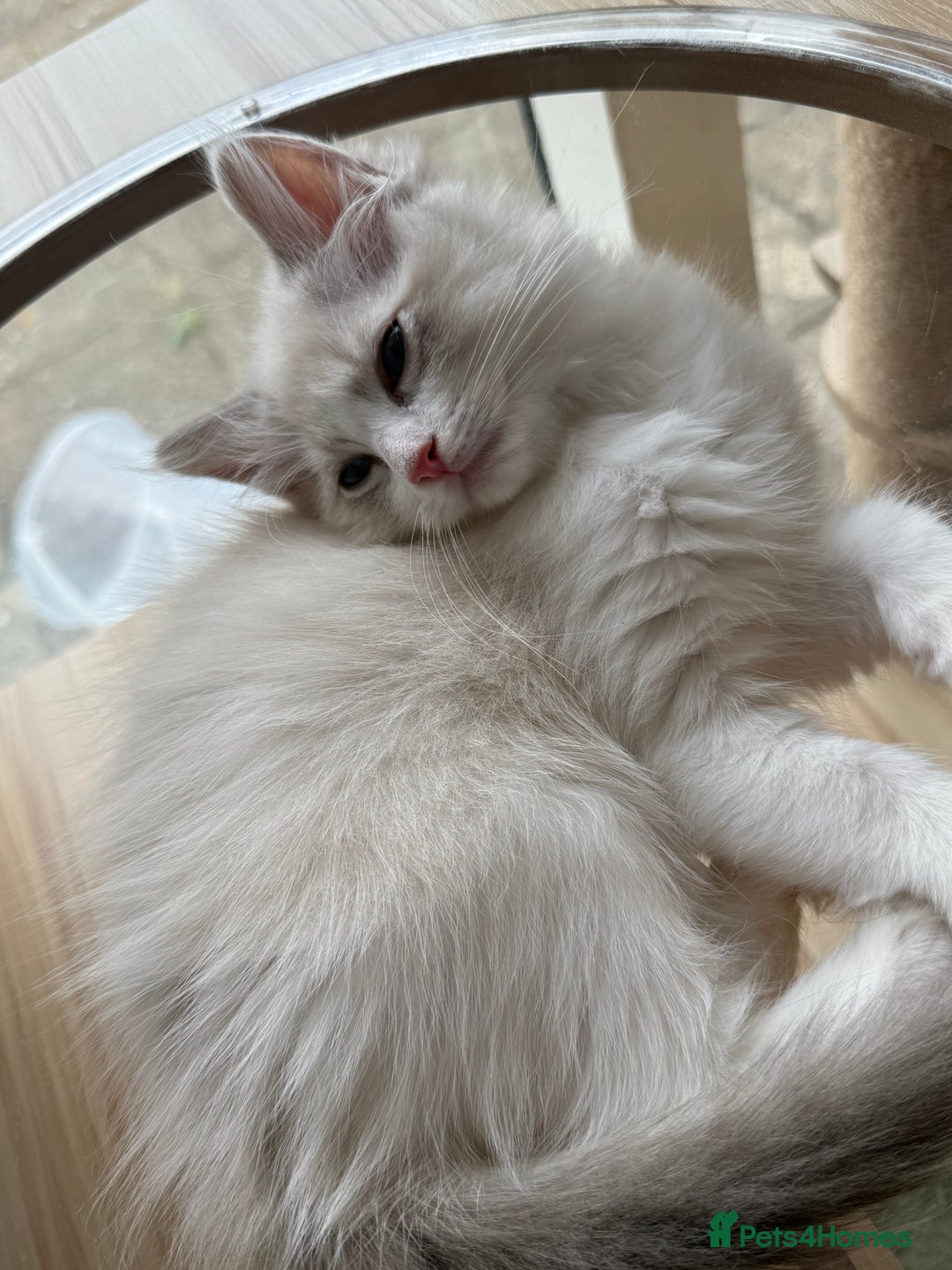 Ragdoll cats for sale: Beautiful Registered Ragdoll Male Kitten - Image 4