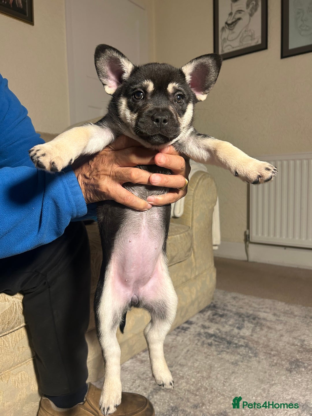 Mixed Breed dogs for sale: Gorgeous Alpha female pup  - Advert 7