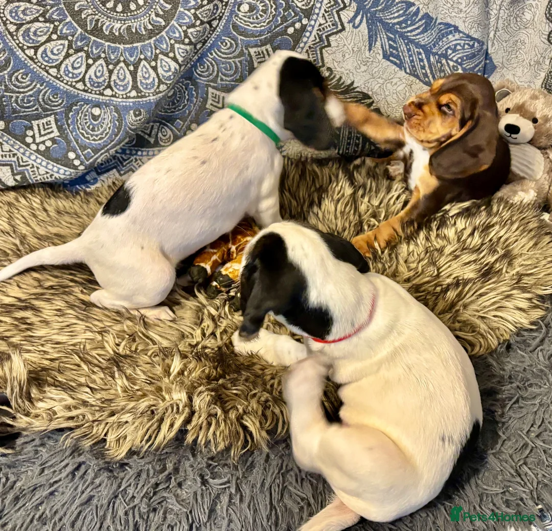 Bocker dogs for sale: Floppy ears Bockers - Advert 26