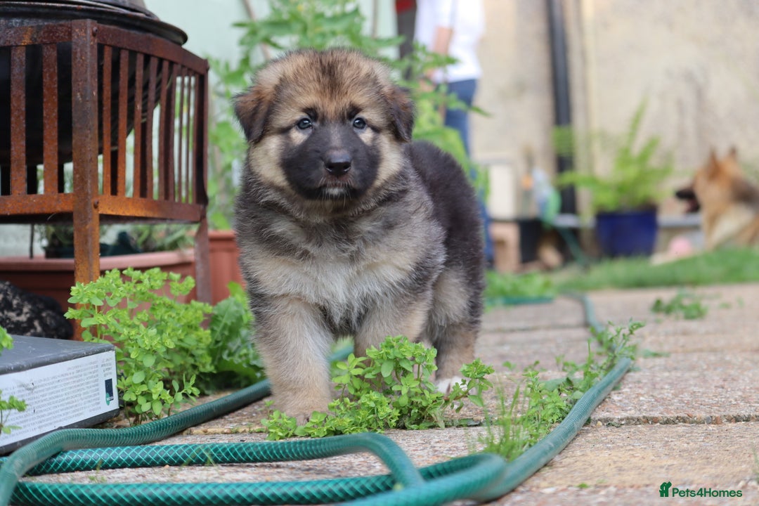 German Shepherd dogs for sale: Adorable GSD pups, straight back line, KC reg - Image 32