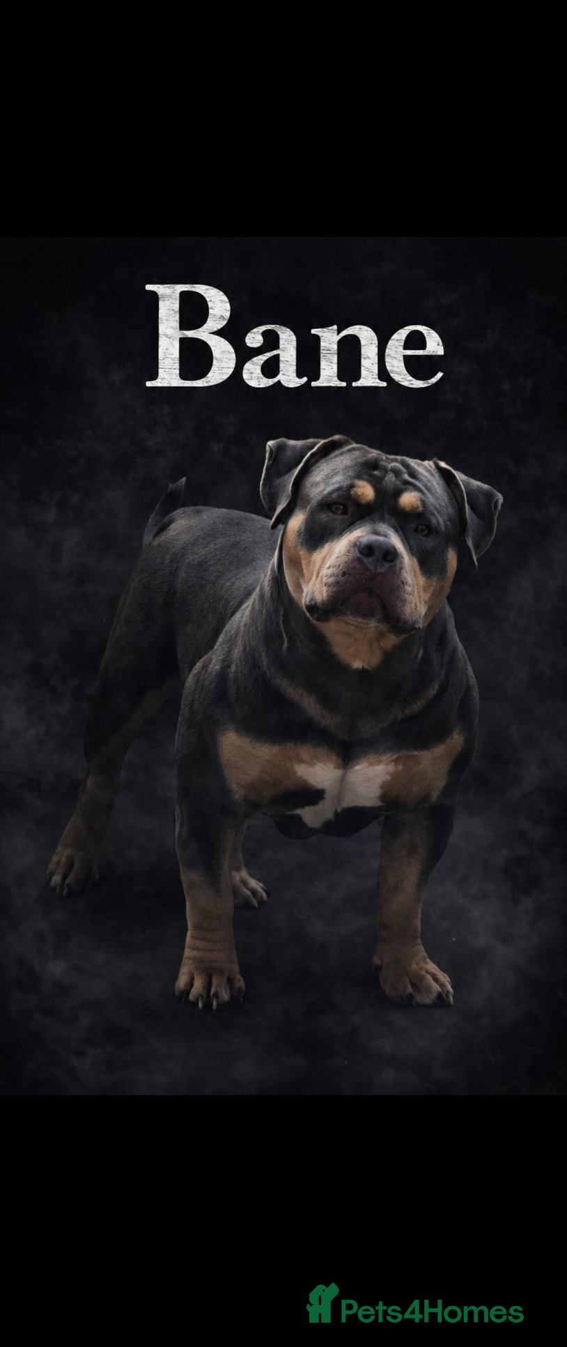 American Bully dogs American Pocket Bully Stud - Advert 2