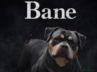 American Bully dogs American Pocket Bully Stud - Advert 2