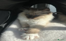 Ragdoll cats for sale: Lovely kitten ready for her forever home 🩷 - Image 2