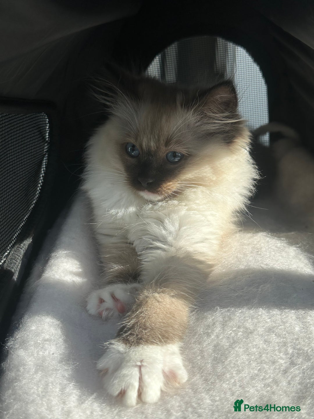 Ragdoll cats for sale: Lovely kitten ready for her forever home 🩷 - Image 2
