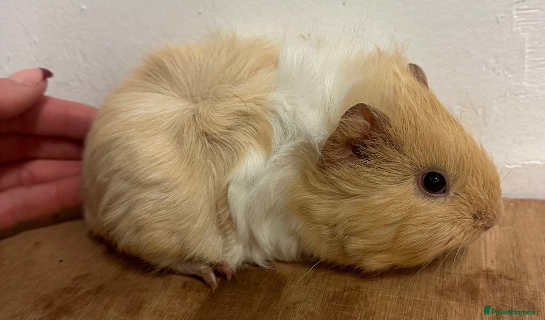 Guinea Pig rodents for sale: Baby guineas, boys and girls available  - Advert 6
