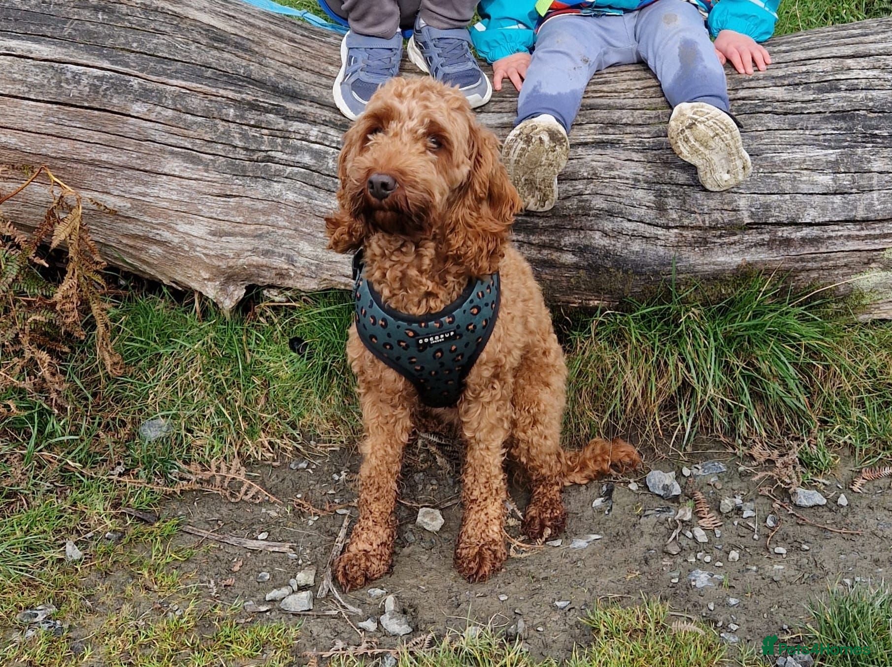 Cockapoo dogs Cockapoo puppies Red and Brown - Advert 1