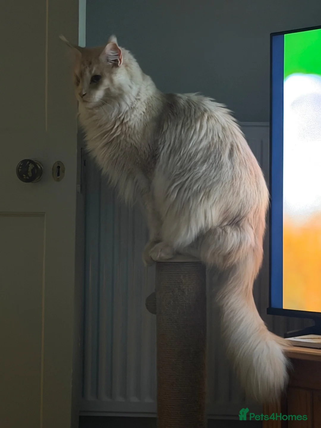 Maine Coon cats for sale: Mother & Son Pedigree Maine Coon Cats - Advert 1