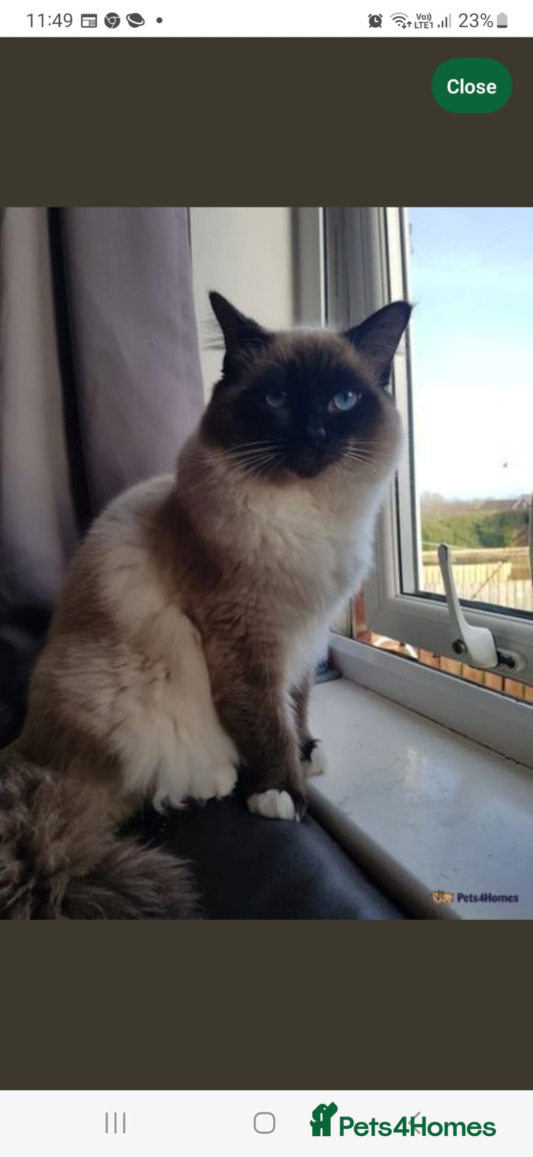 Ragdoll cats for sale: Bi colour ragdoll kittens - Image 6