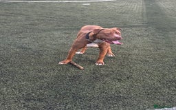 Mixed Breed dogs for sale: Kilo  - Image 1