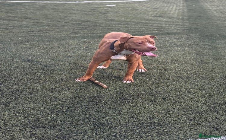 Mixed Breed dogs - Advert 1