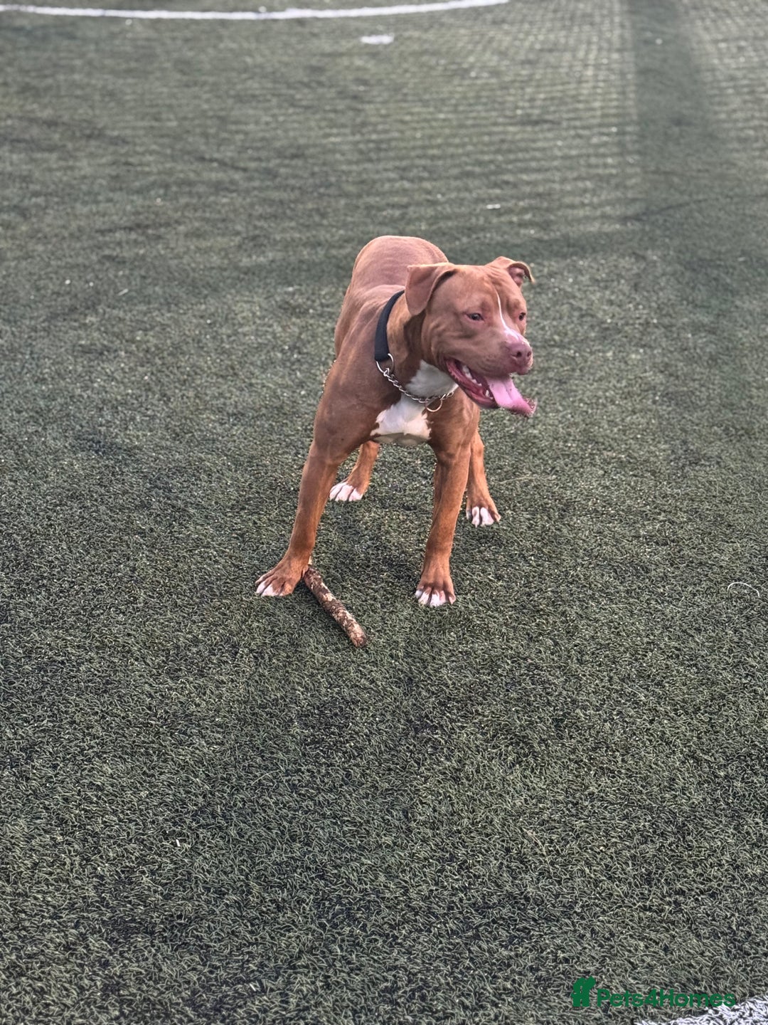 Mixed Breed dogs for sale: Kilo  - Image 1