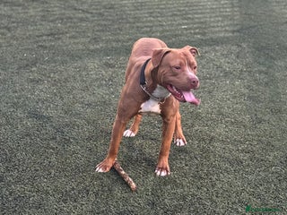 Mixed Breed dogs for sale - Advert 1