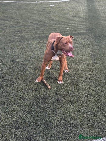 Mixed Breed dogs - Advert 1