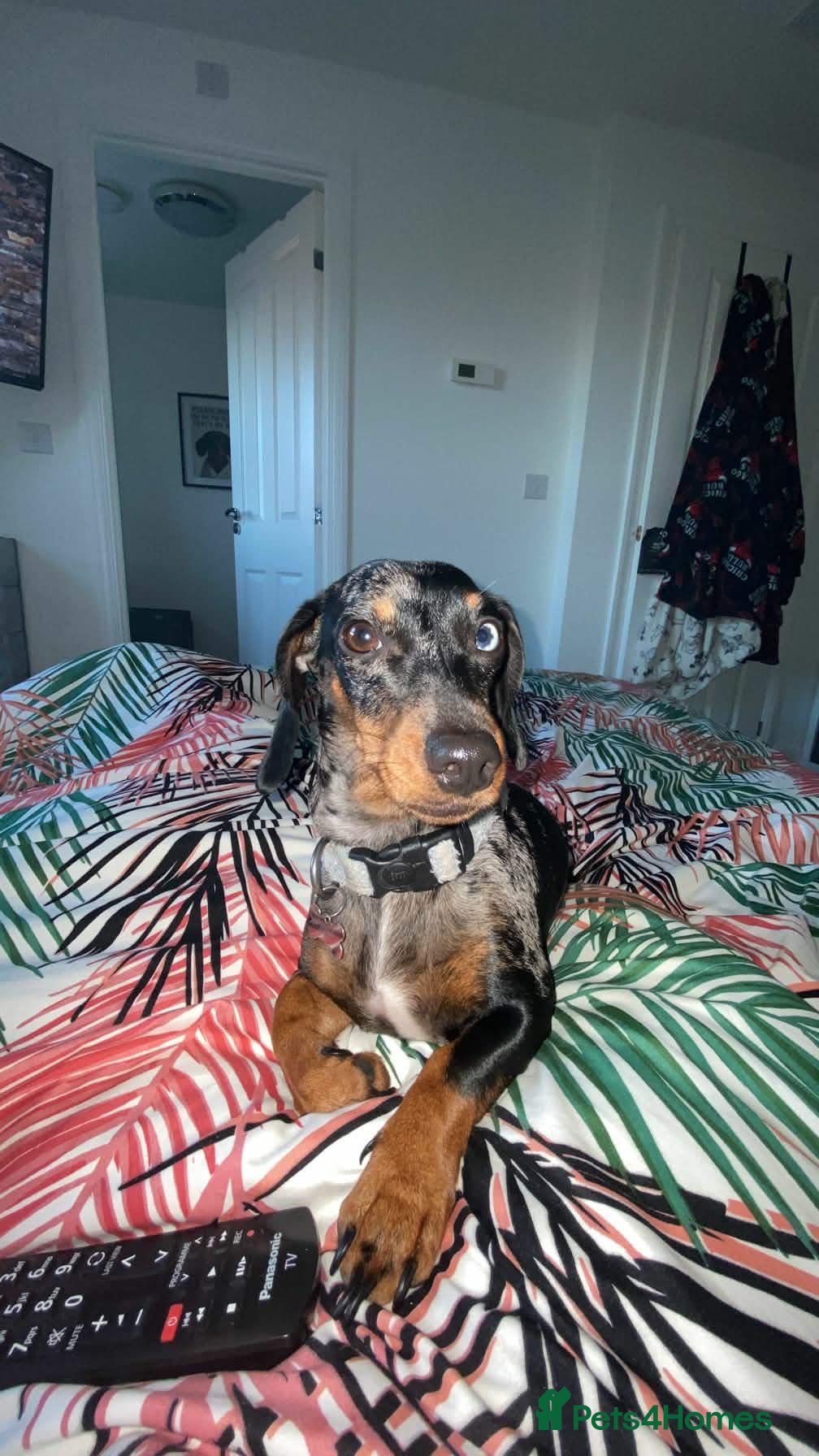 Dachshund dogs Narla’s Little Dachshunds  - Advert 8