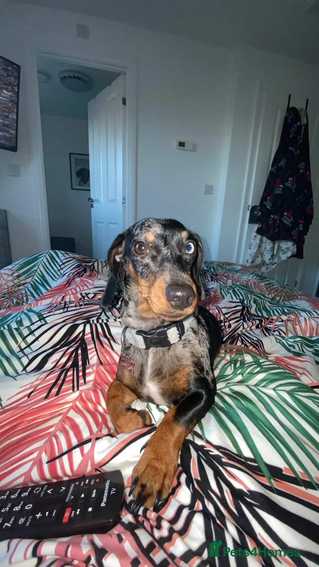 Dachshund dogs for sale: Narla’s Little Dachshunds  - Advert 1