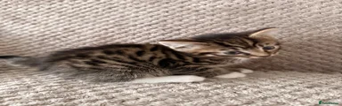 Mixed Breed Kitten 1