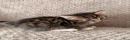 Mixed Breed cats for sale: 3 little kittens looking for a new home - Advert 12