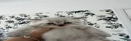 Scottish Fold cats for sale: Scottish Fold x British  - Advert 5