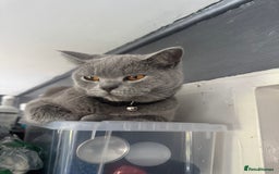 British Shorthair cats for sale:  Broadway Baby13w BritishShorthair,litter trained! - Image 12