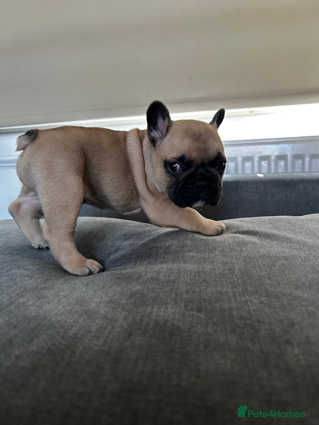 French Bulldog dogs for sale: FrenchAngels 👼🏼🐾 - Image 20