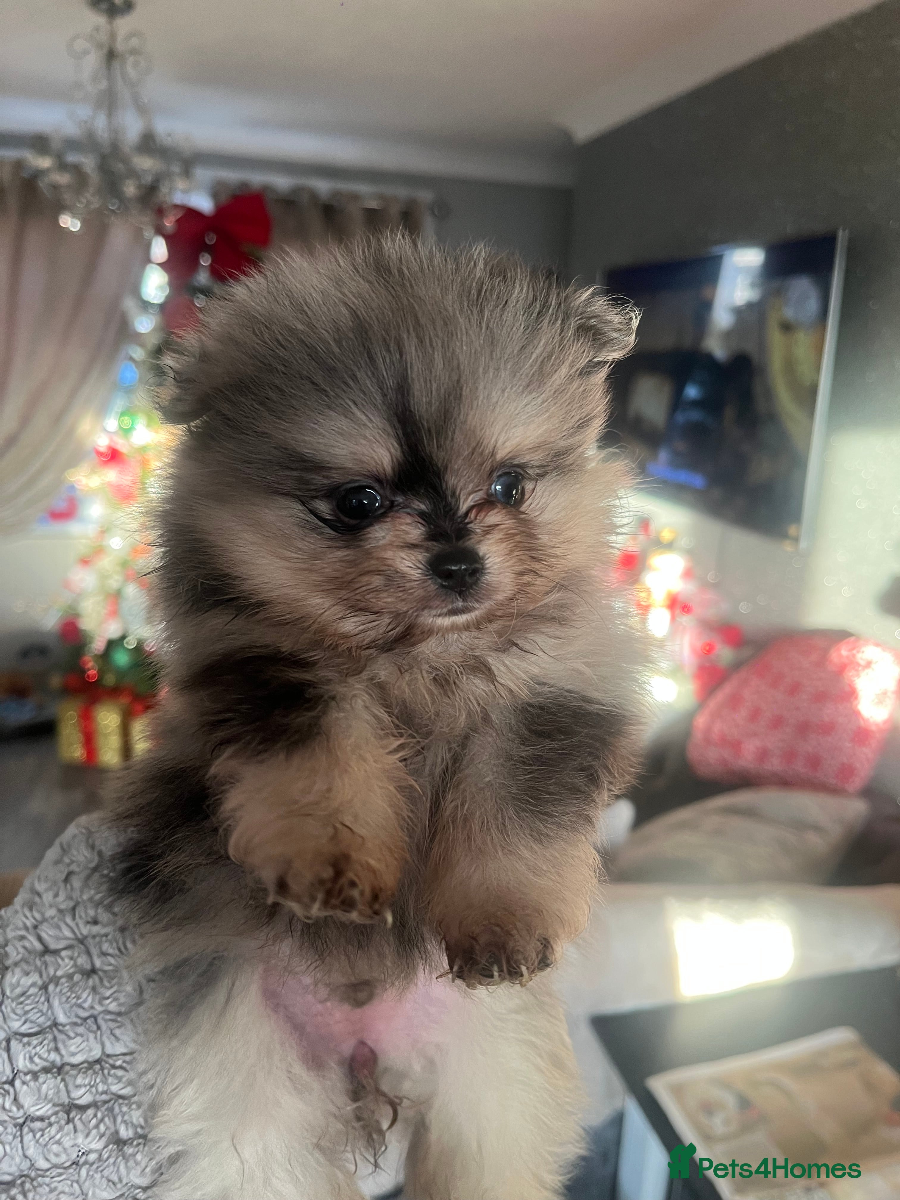 Pomeranian dogs Stunning Pomeranian puppys - Advert 7