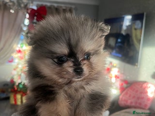 Pomeranian dogs Stunning Pomeranian puppys - Advert 13