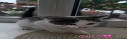 Mixed Breed cats for sale: Mixed Breed kittens for sale in Sunderland - Advert 10