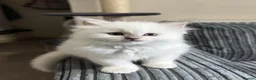 Ragdoll cats for sale: 🐾 TICA registered Ragdoll Kittens 🐾 in Dewsbury - Advert 15