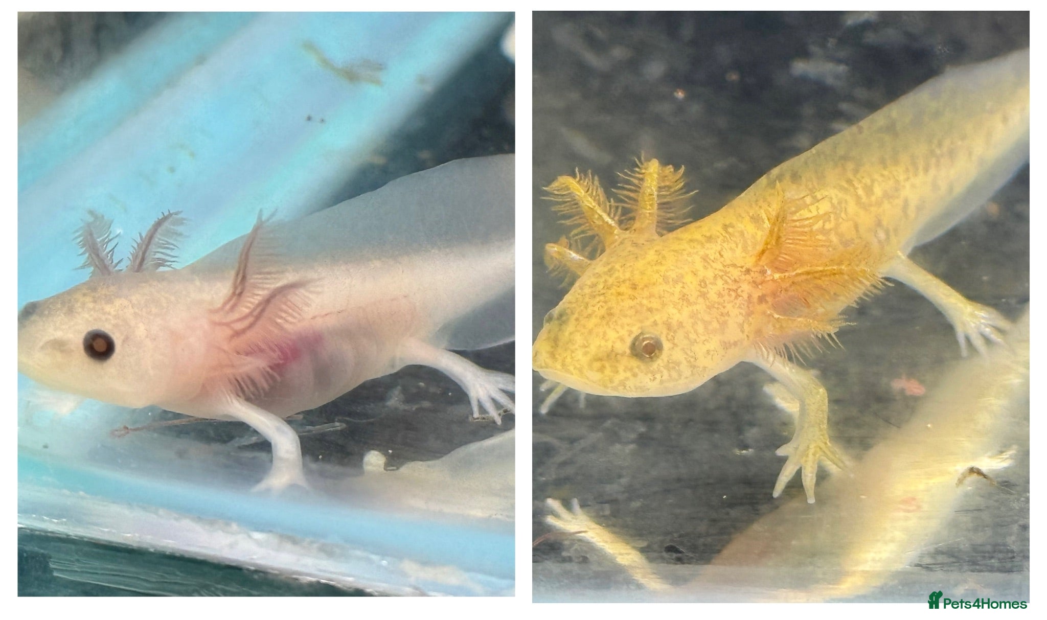 Axolotl reptiles Axolotl juveniles  - Advert 6