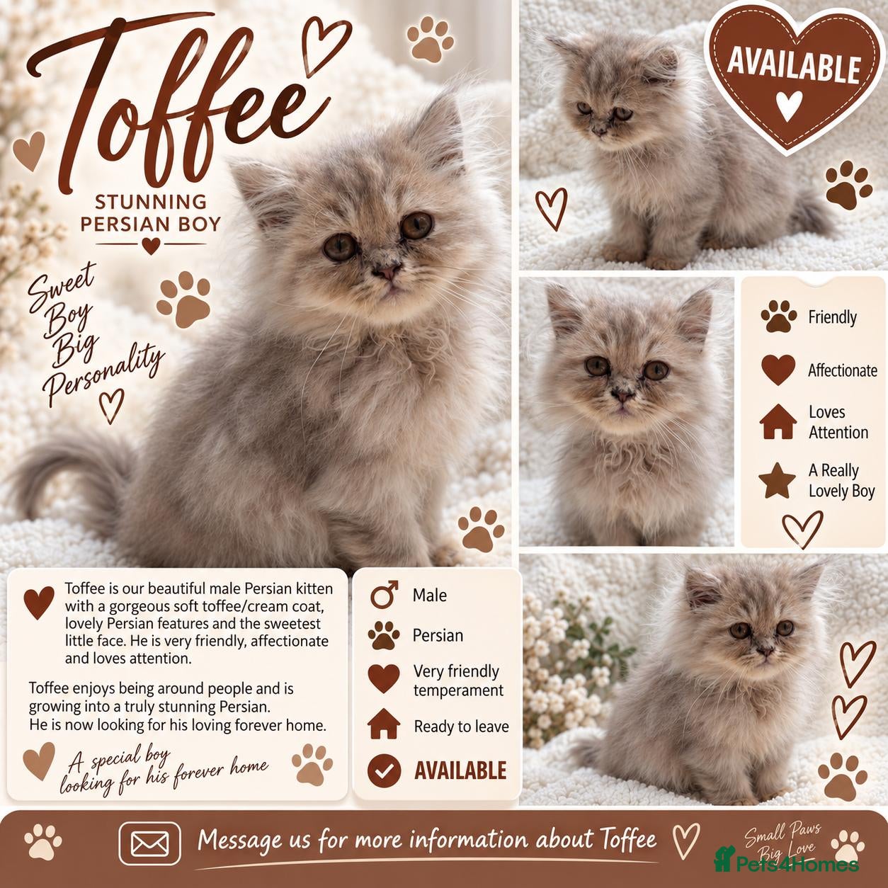 Persian cats Solid lilac persian kittens Rare colour ready now  - Advert 1