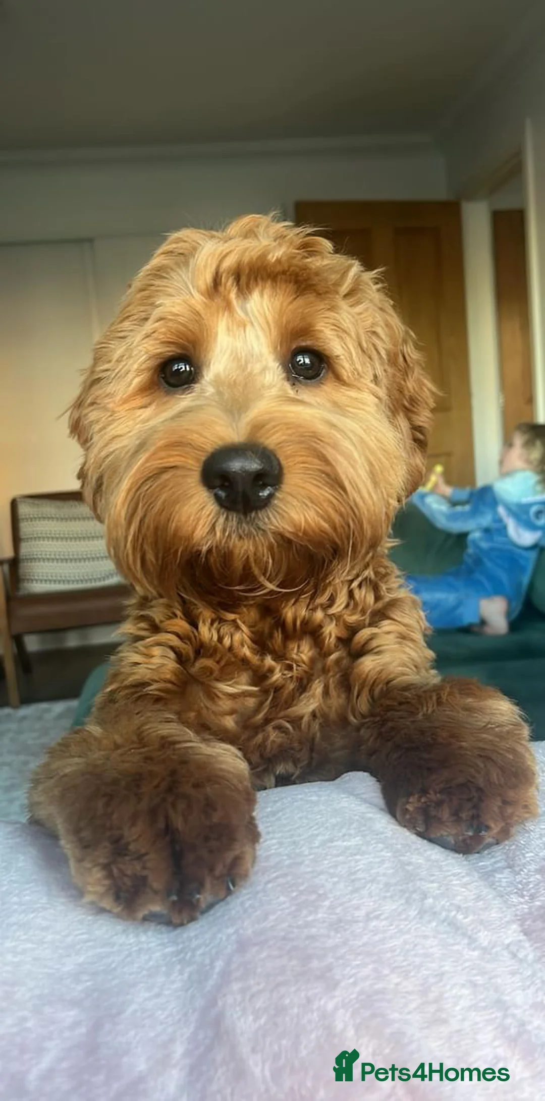 Gallery Image {{count}}