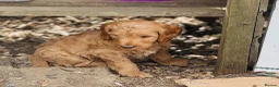Cockapoo dogs for sale: Teddybears - Advert 3