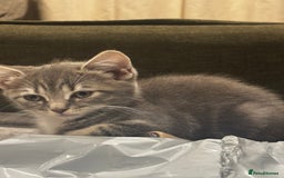 British Shorthair cats for sale: Charming British Shorthair-Siberian Mix kitten - Image 5