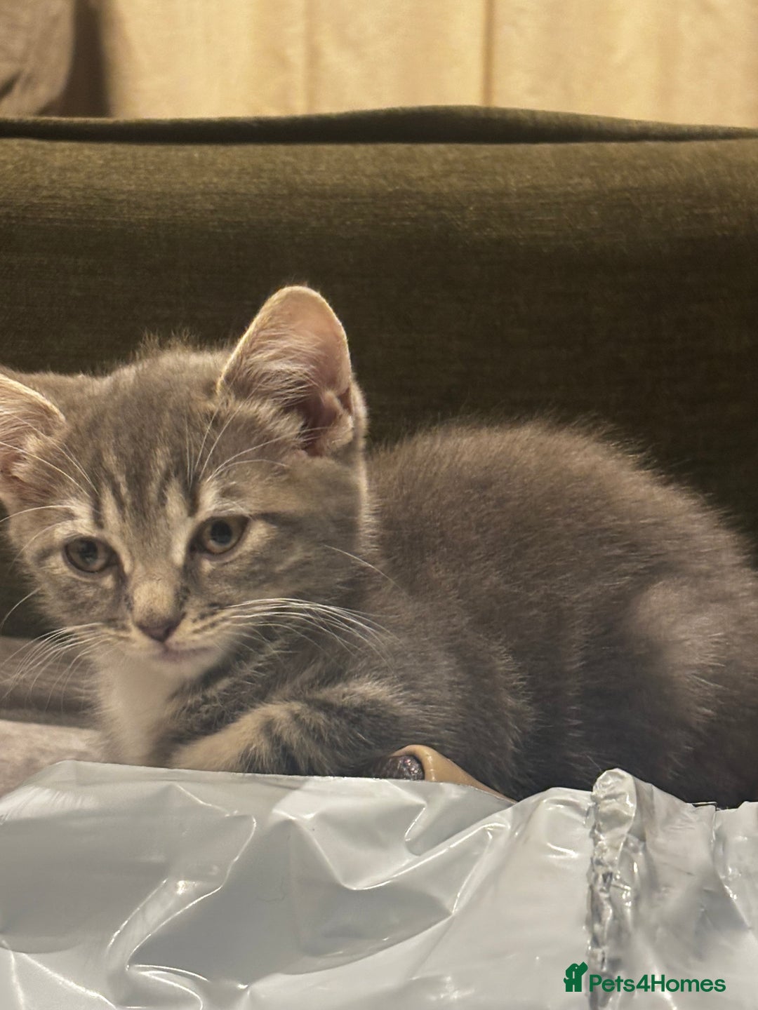 British Shorthair cats for sale: Charming British Shorthair-Siberian Mix kitten - Image 5